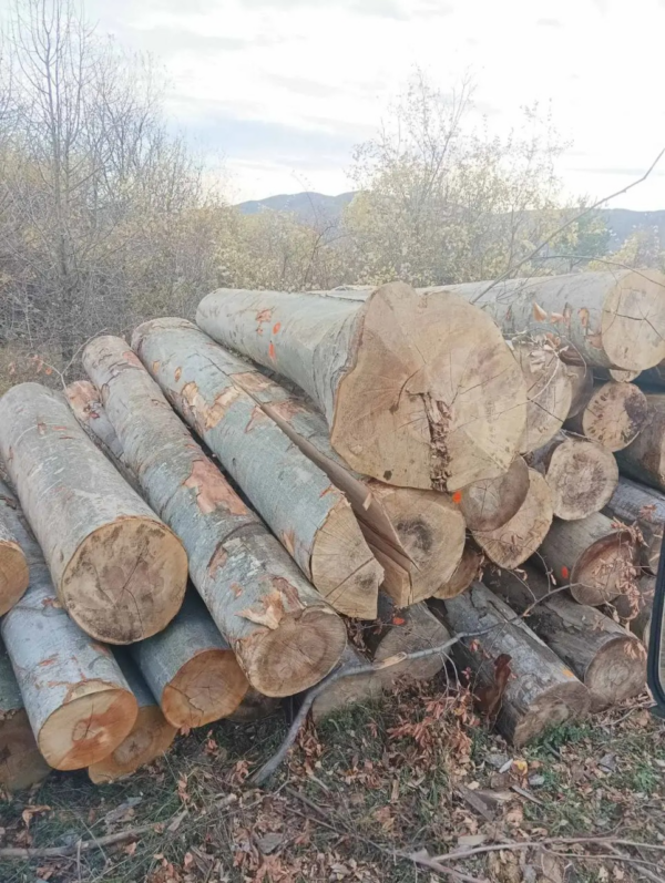 Stammholz – Buche – Ansicht 2