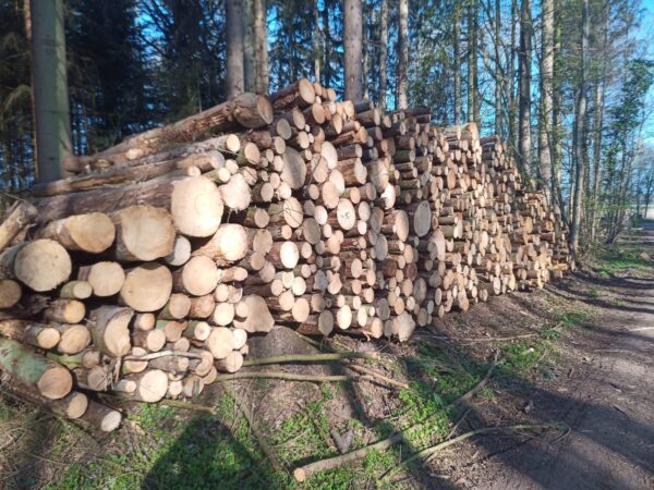 Stammholz – Nadelholz – Ansicht 1